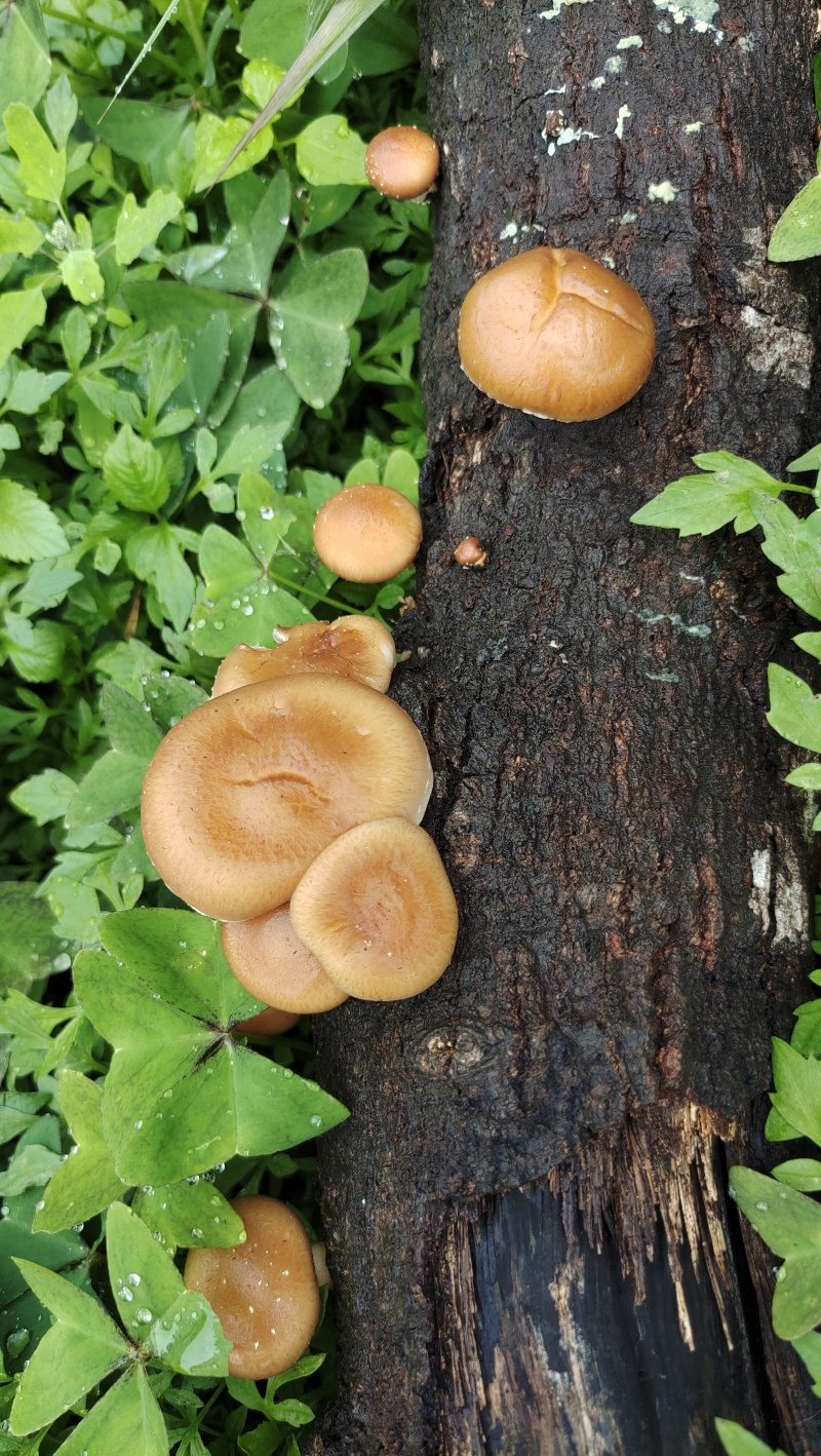食用菌