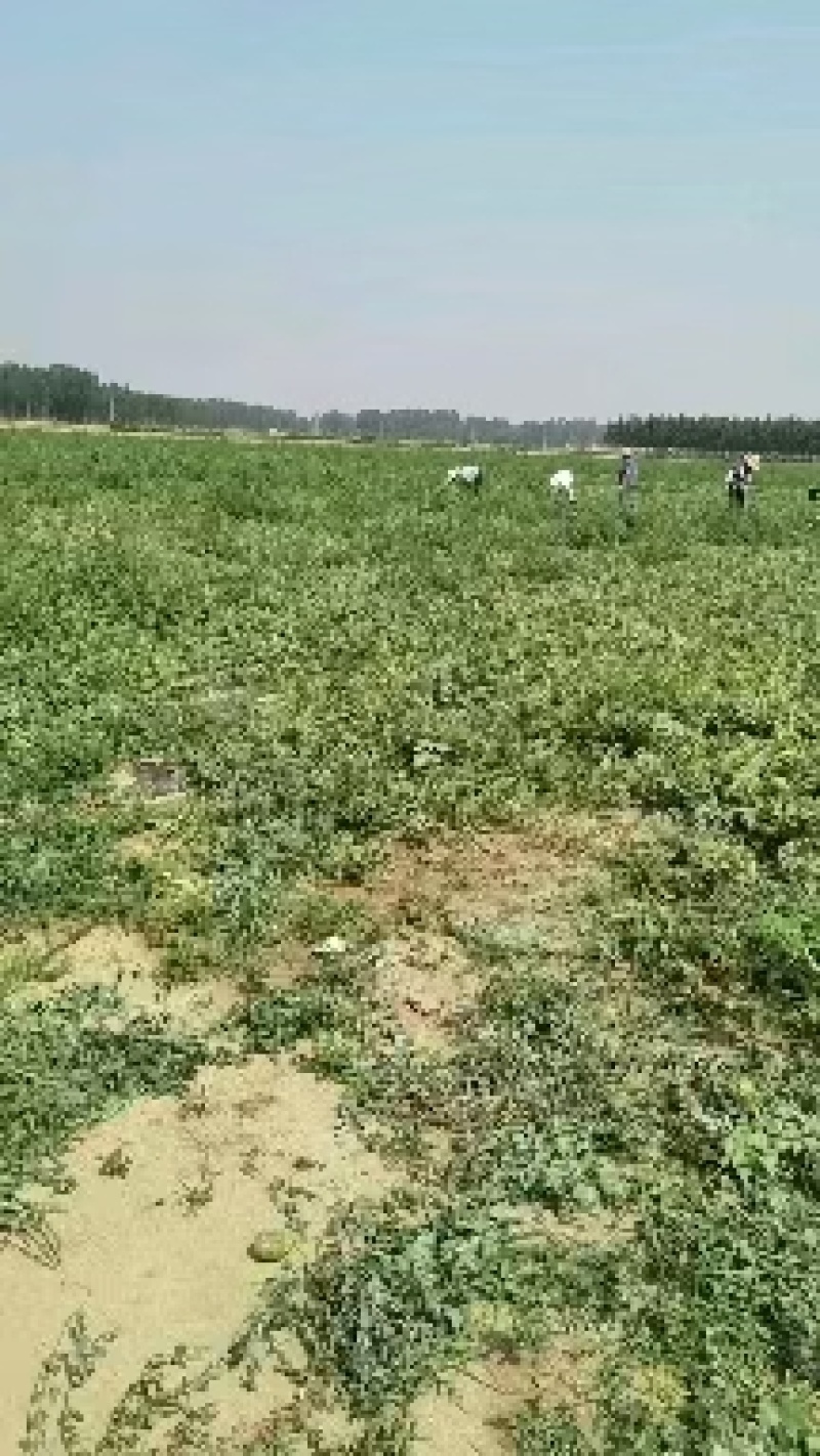 新拳西瓜大量上市，价格低西瓜品质好，一天可装十万斤
