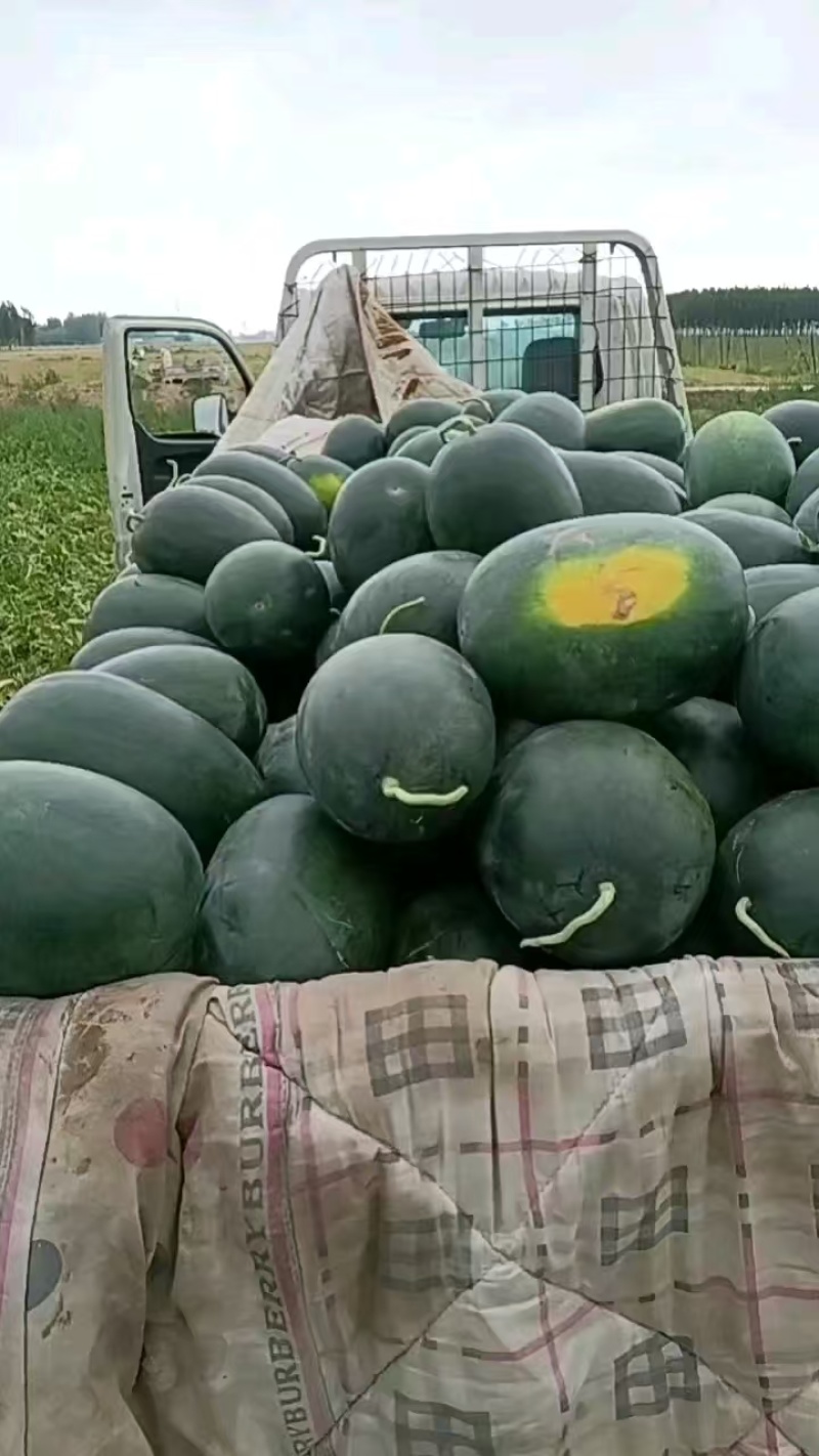 新拳西瓜大量上市，价格低西瓜品质好，一天可装十万斤