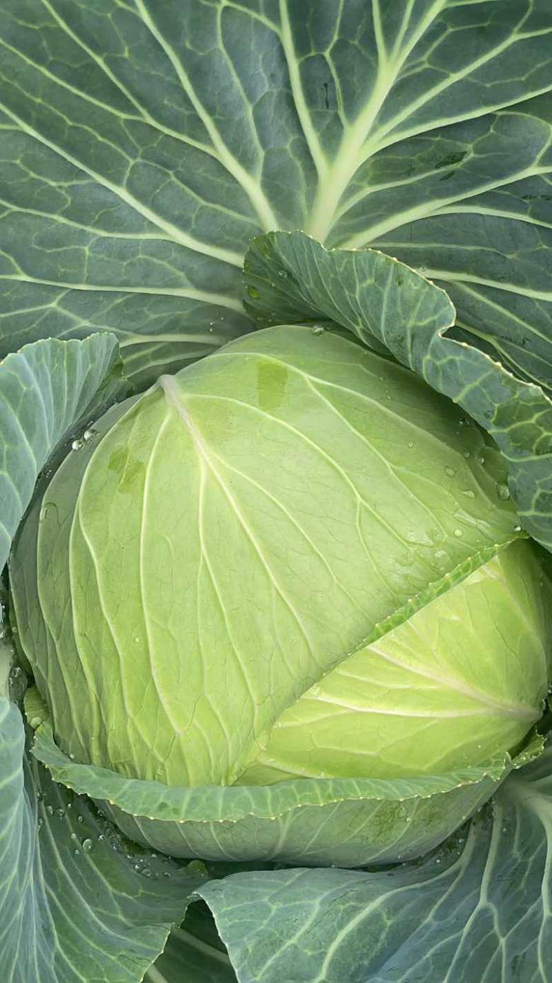 平包甘蓝，看上的老板欢迎联系