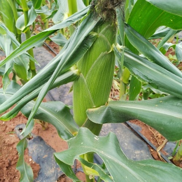 水果玉米（花草）