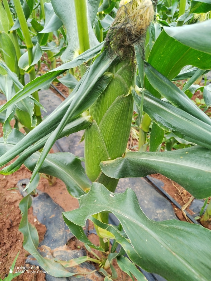 水果玉米（花草）