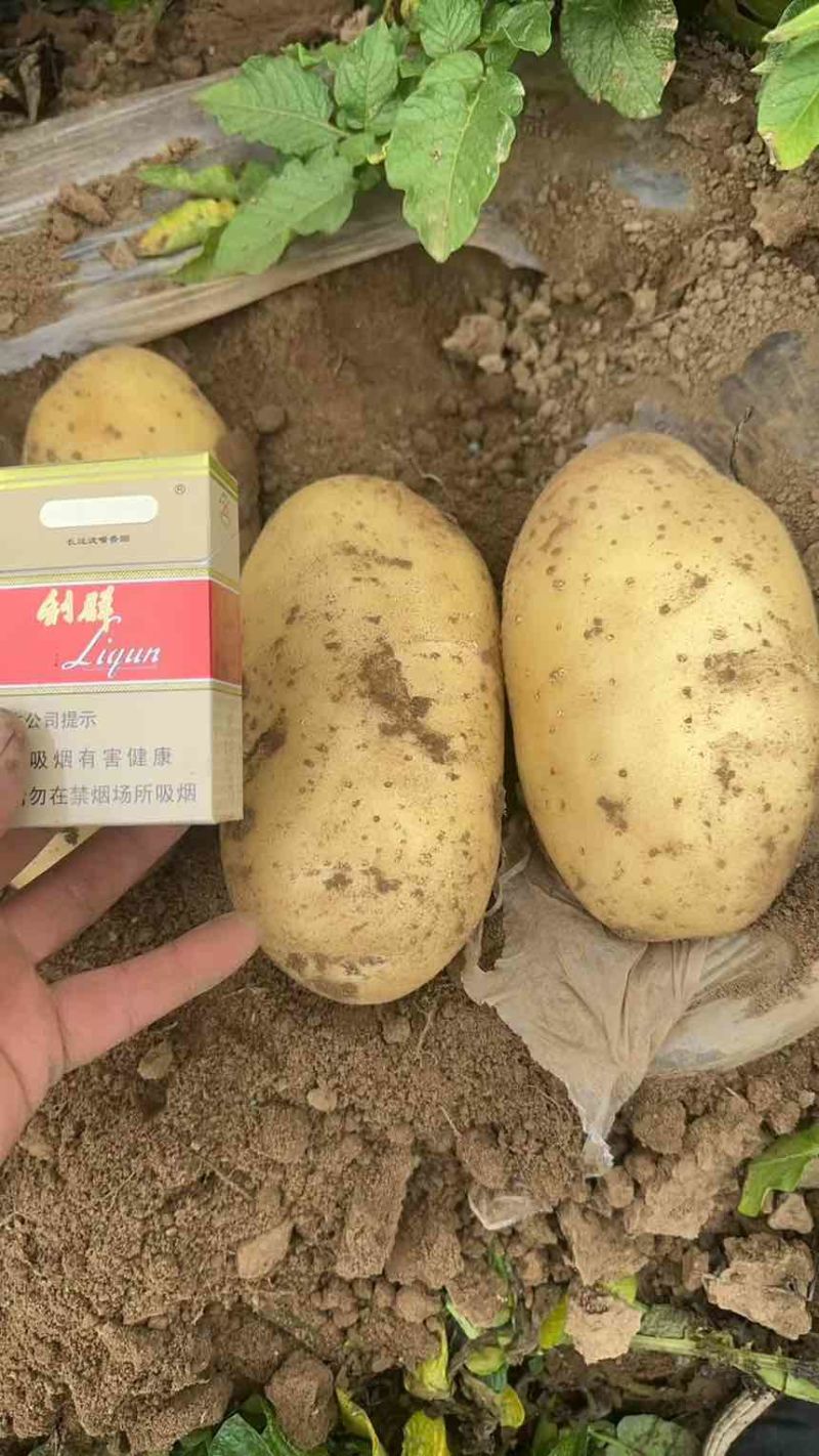 辽宁黄心土豆黄心黄皮产地直发货源充足对接商超市场