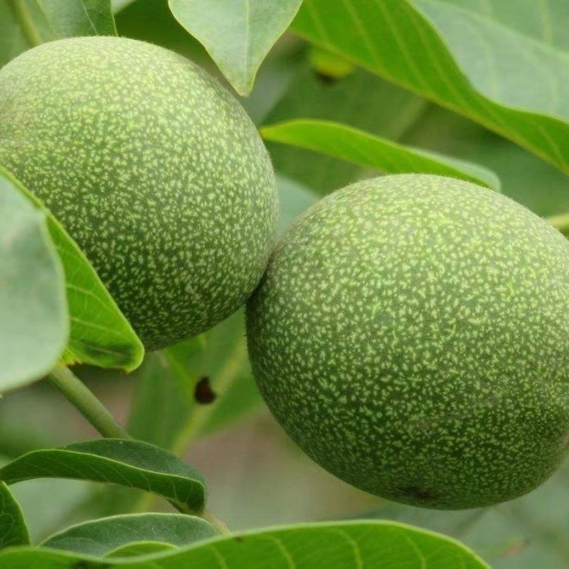 大量现货青皮核桃，欢迎采购商骚扰