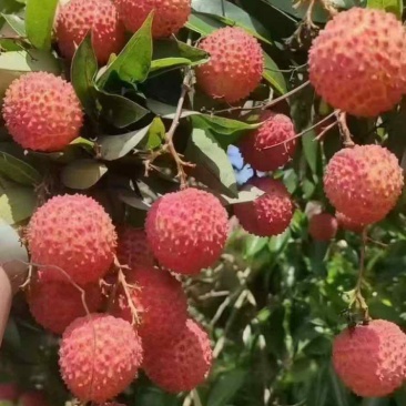 从化荔枝
