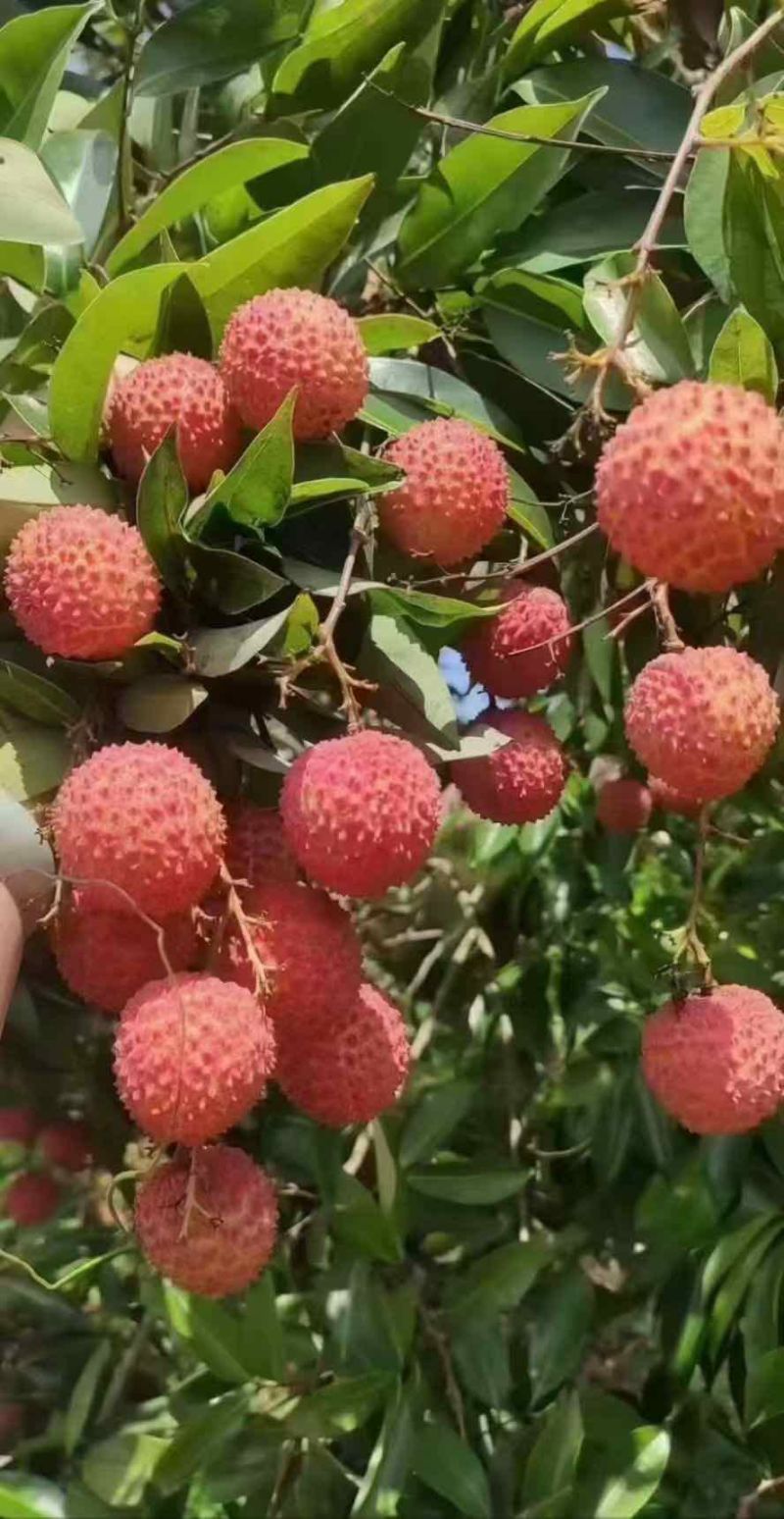 从化荔枝