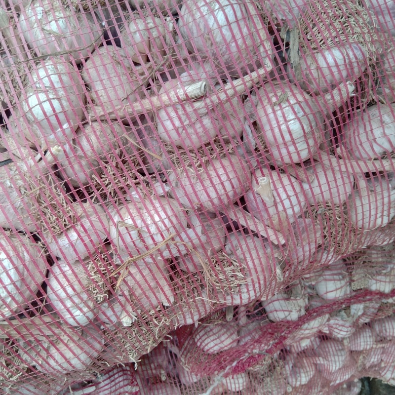大蒜经销