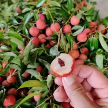 荔枝