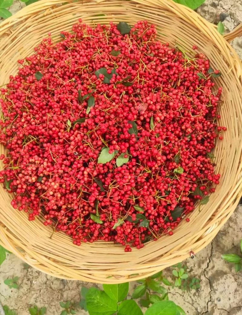 云南昭通花椒上市了味道一级棒价格公道