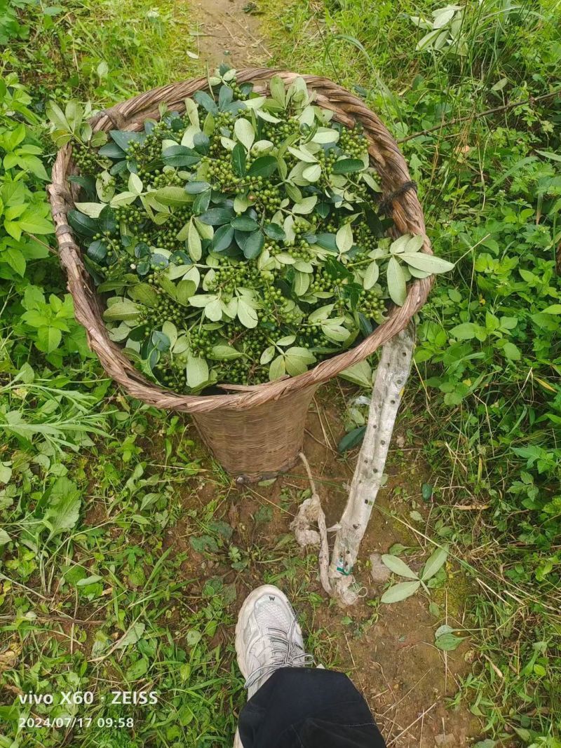 云南昭通花椒上市了味道一级棒价格公道