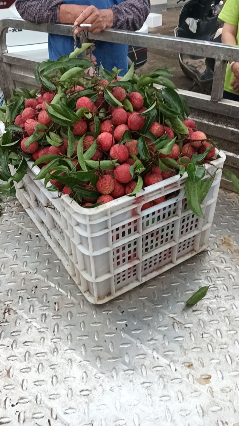 荔枝（贵妃红）