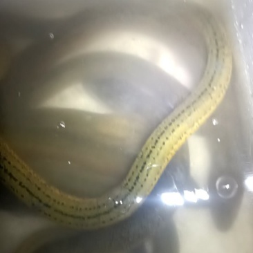 鳝鱼