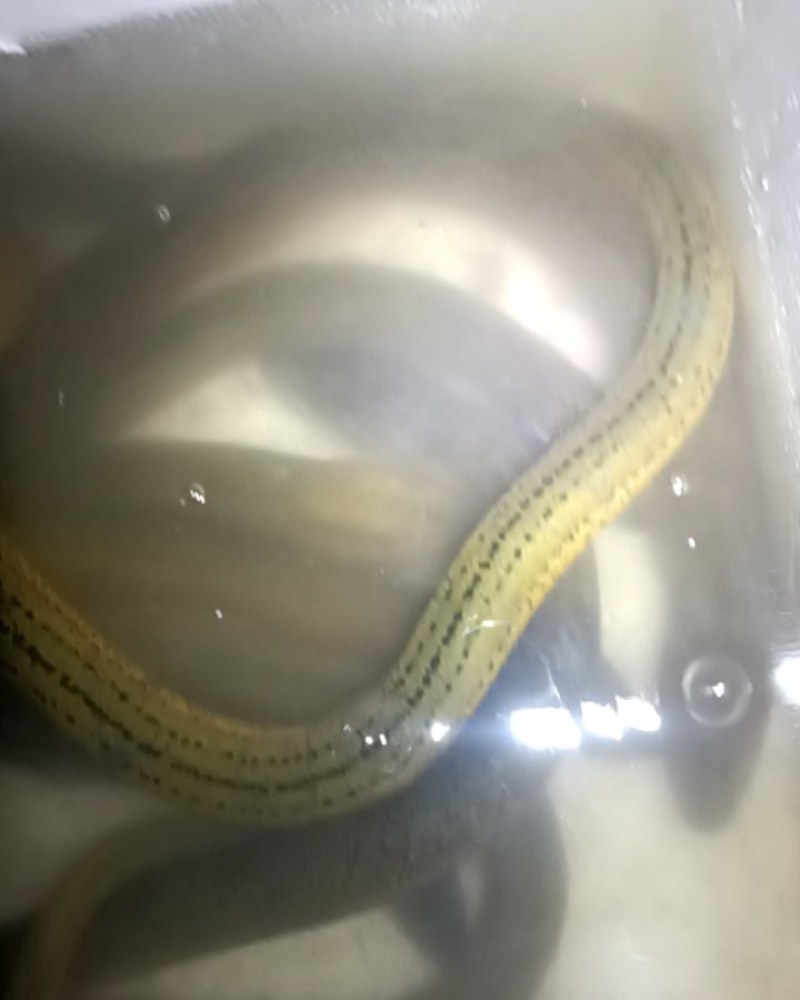 鳝鱼