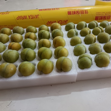 贵州六马蜂糖李