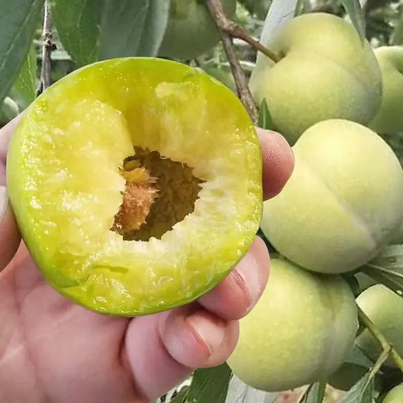 重庆酉阳正宗脆李子