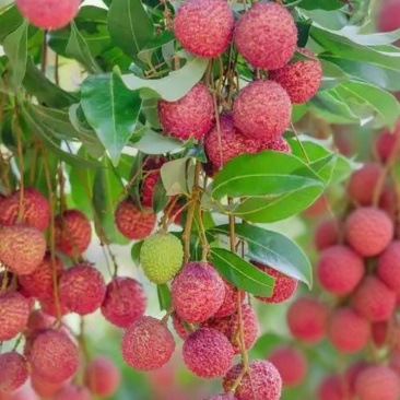 桂味荔枝