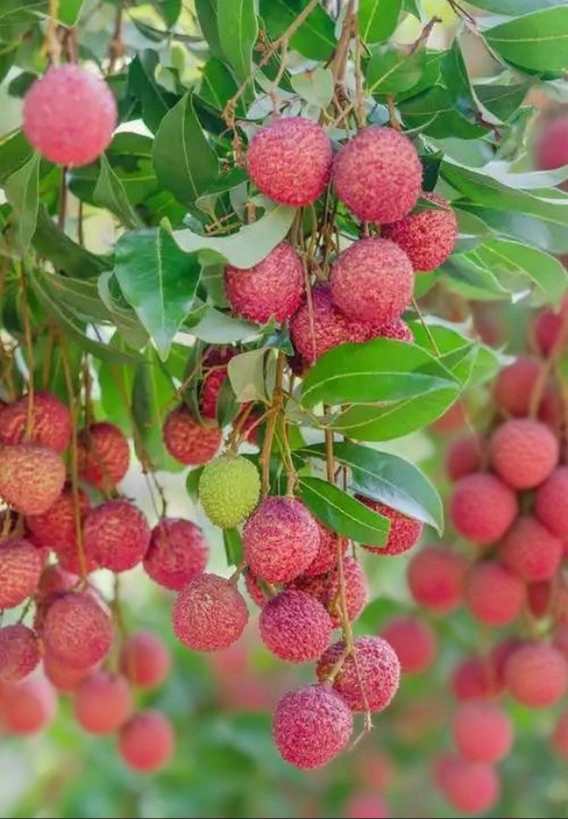 桂味荔枝