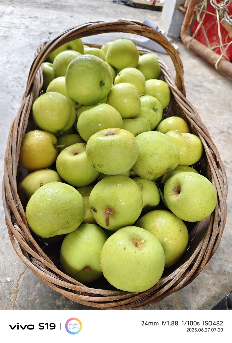 湖北翠玉梨子🍐