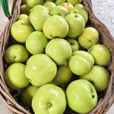 湖北翠玉梨子🍐