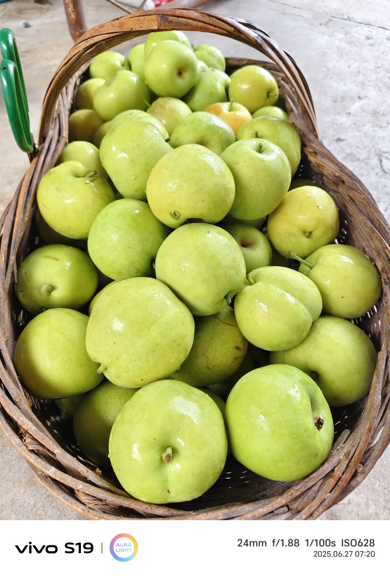 湖北翠玉梨子🍐