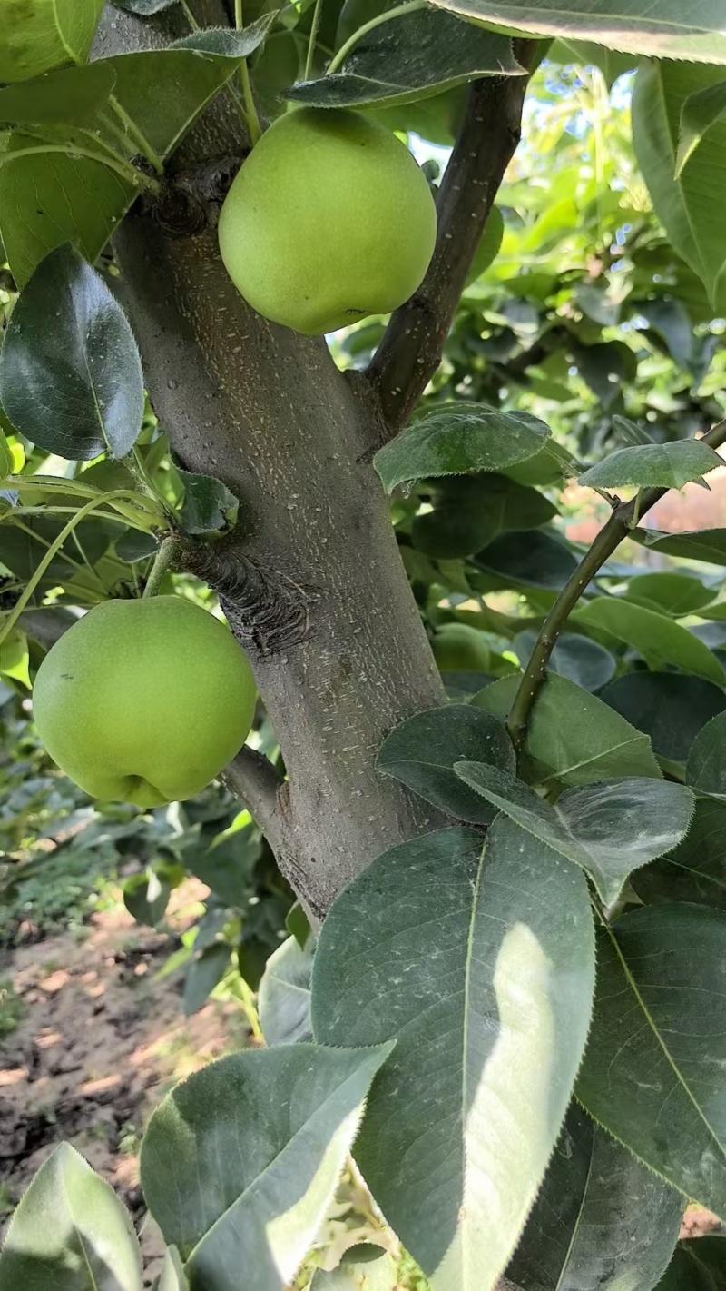 山东酥脆梨，青皮色