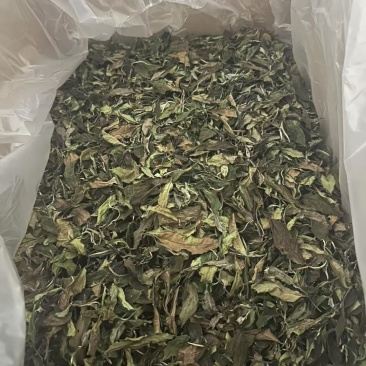 普洱茶，夏季普洱白茶预售款