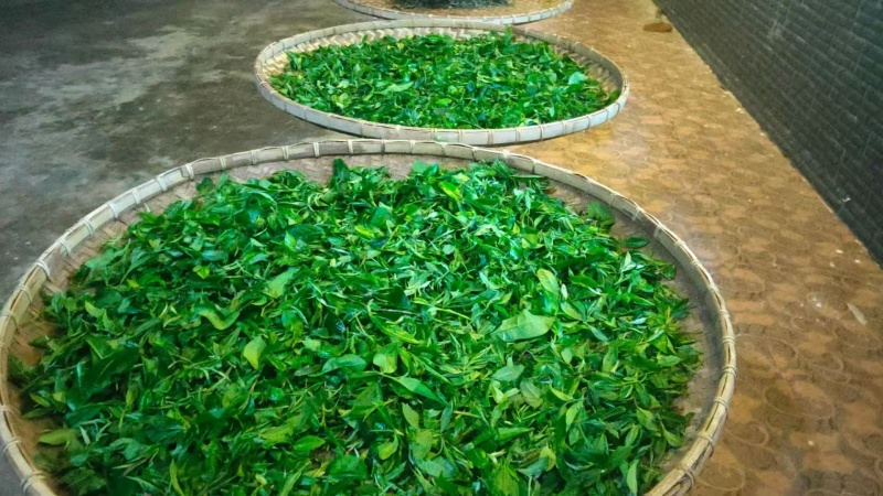 普洱茶，夏季普洱白茶预售款