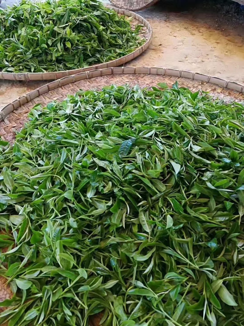 普洱茶，夏季普洱白茶预售款