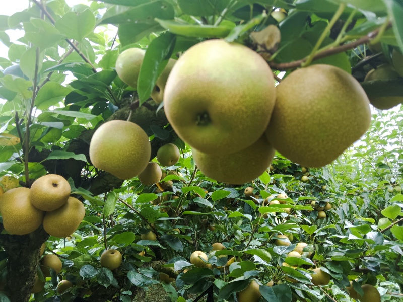 宁都黄陂黄花梨，翠冠梨