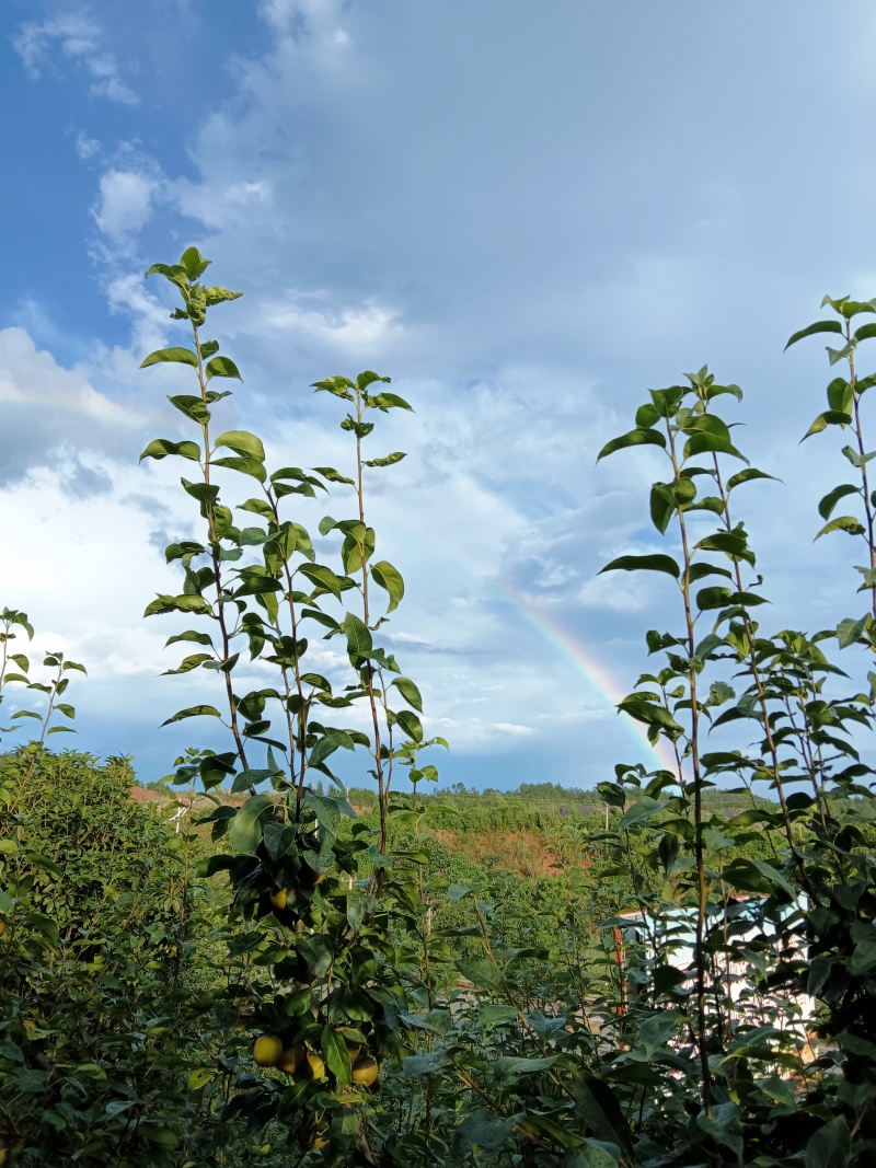 宁都黄陂黄花梨，翠冠梨