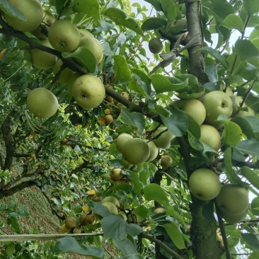 宁都黄陂黄花梨，翠冠梨