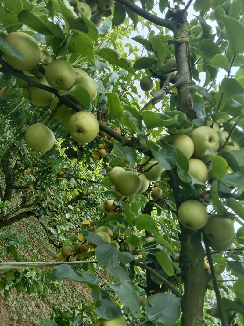宁都黄陂黄花梨，翠冠梨