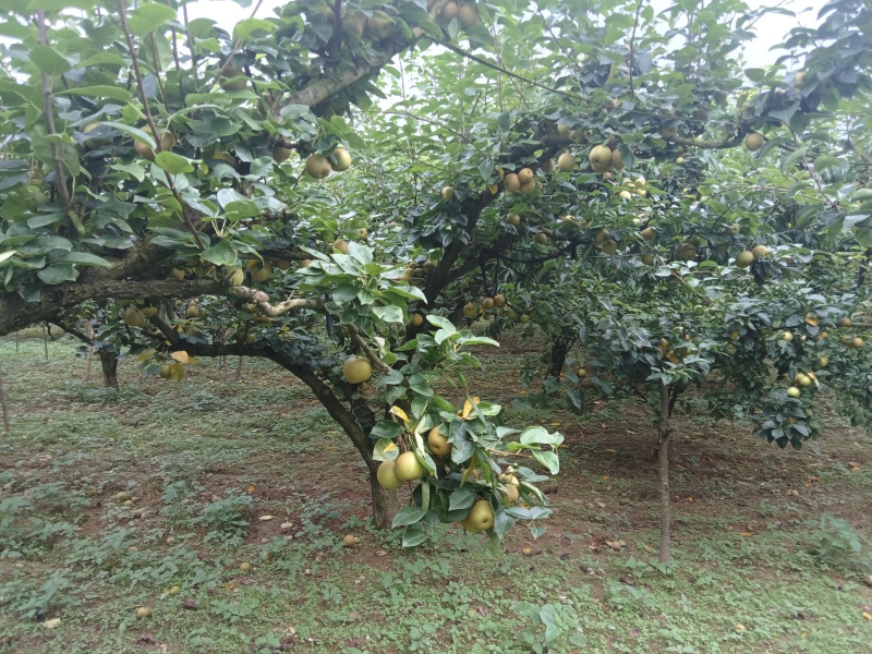 宁都黄陂黄花梨，翠冠梨