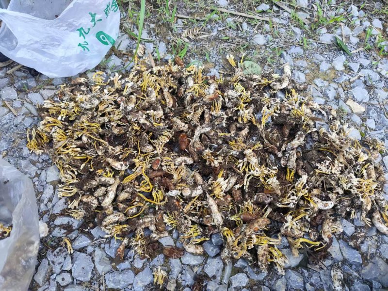 金蝉花