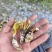金蝉花