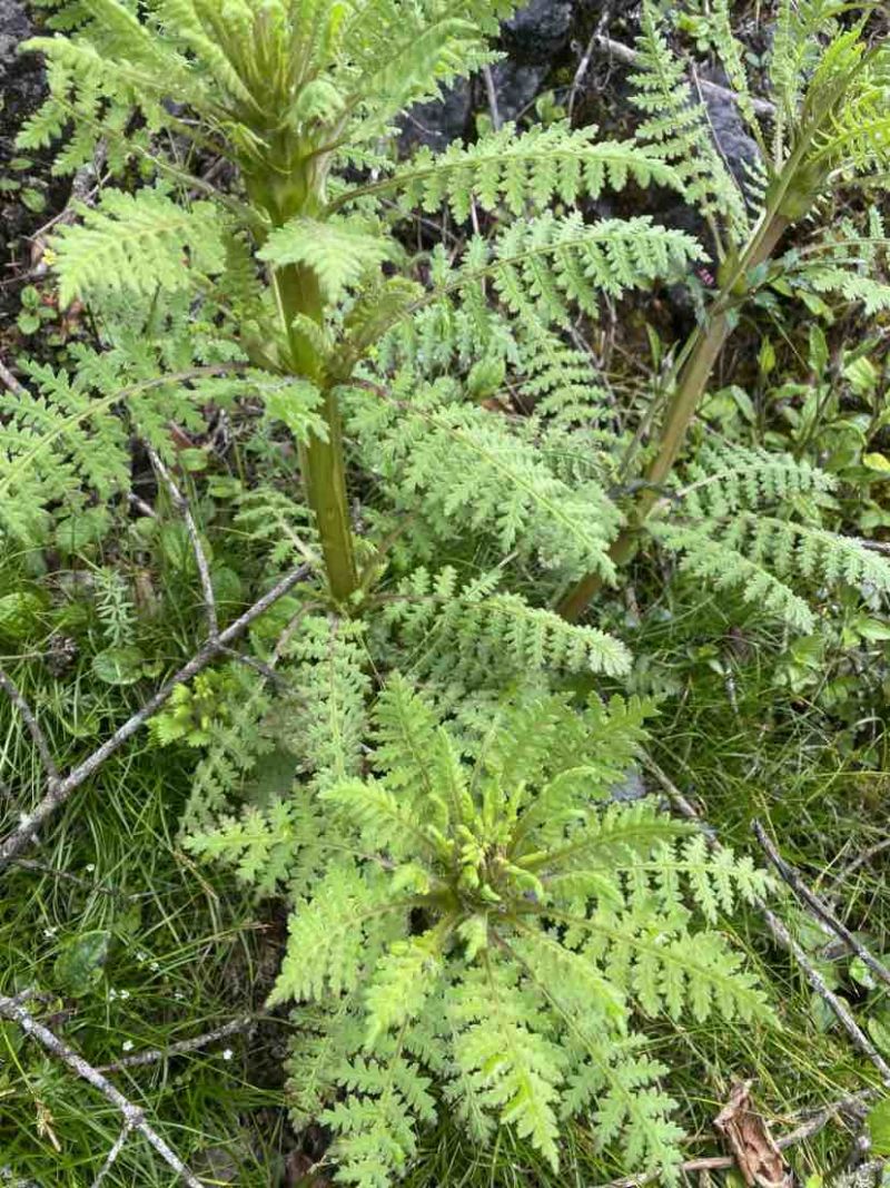 纯野生马先嵩，大量有货，需要的联系