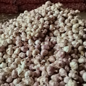 批发大蒜，量大优惠