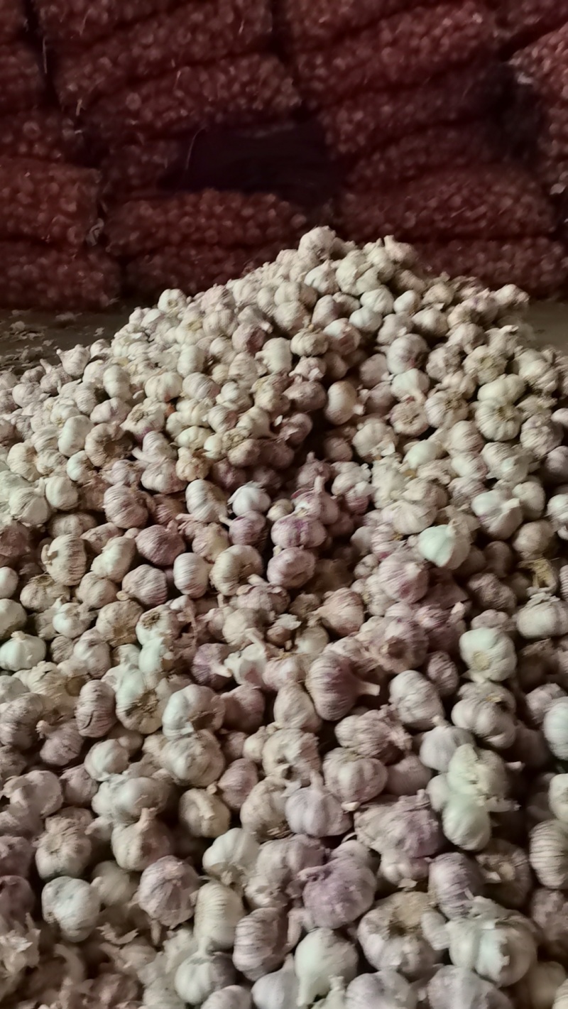 批发大蒜，量大优惠