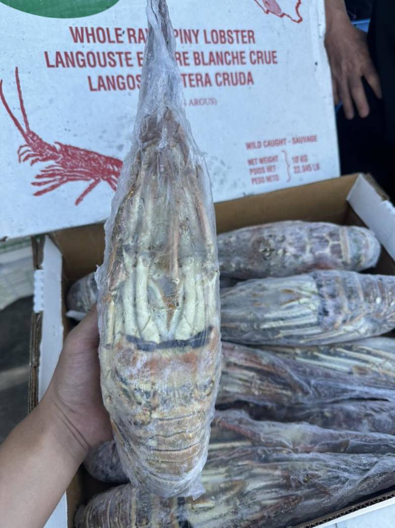 古巴龙