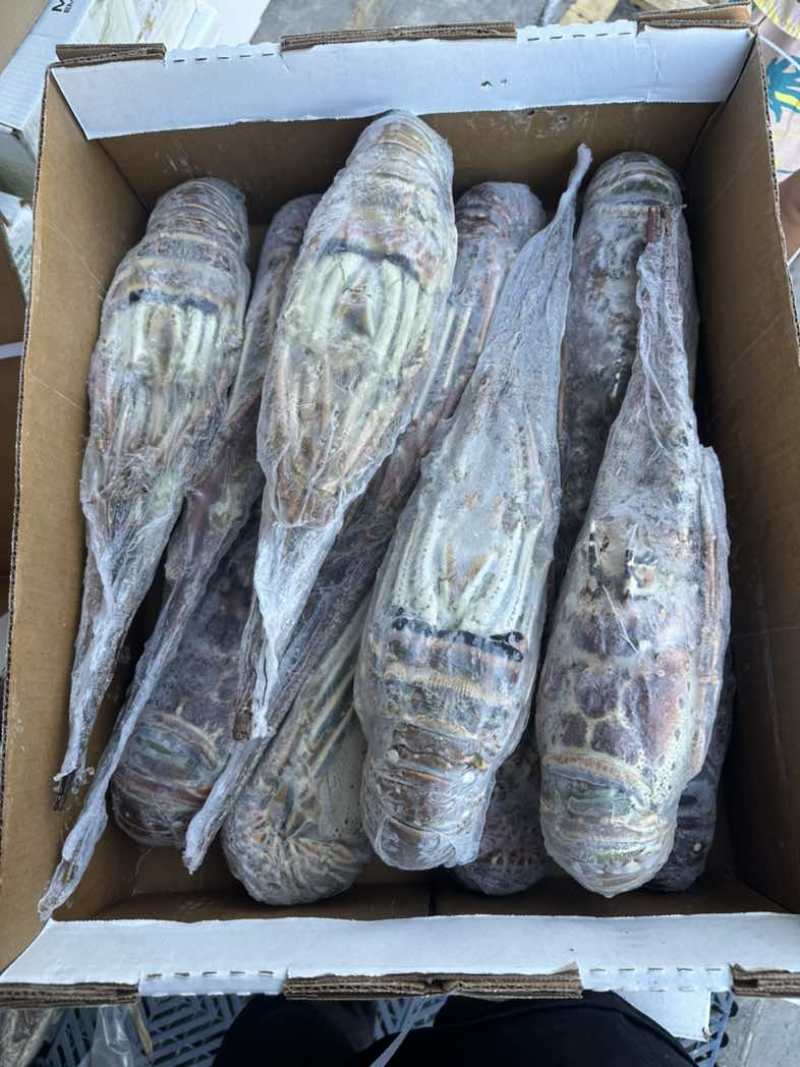 古巴龙