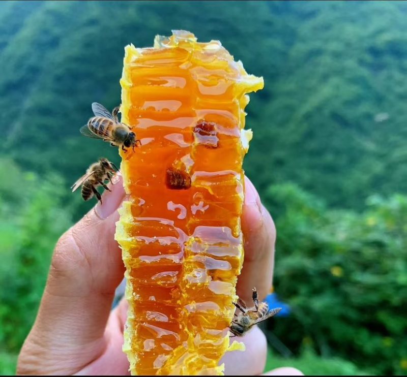精品土蜂蜜🍯