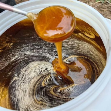 精品土蜂蜜🍯