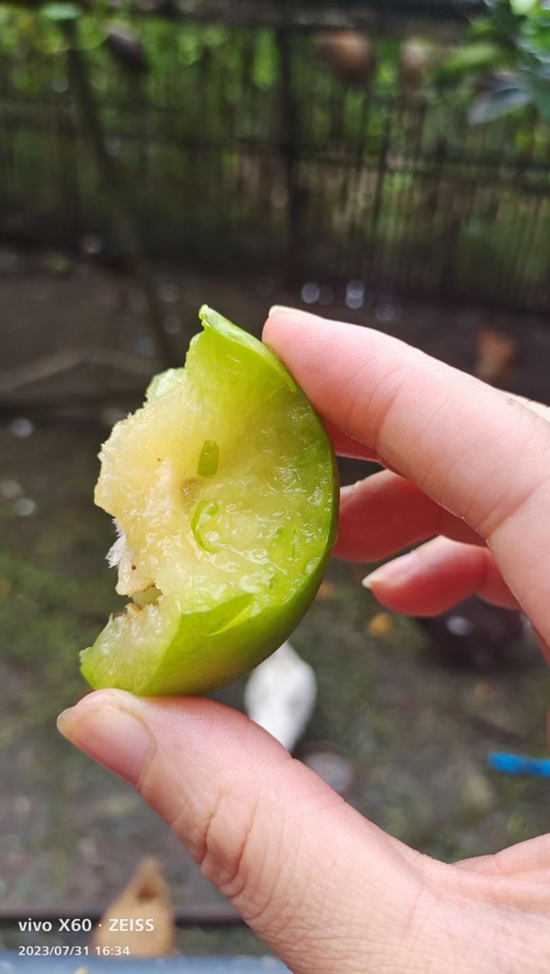 老婆山奈李
