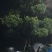 罗汉松