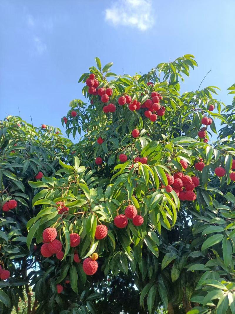 荔枝