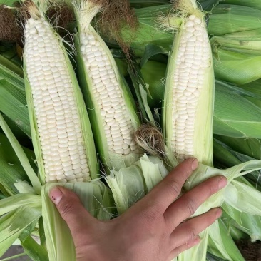 遵义本地白糯每天可装六米八