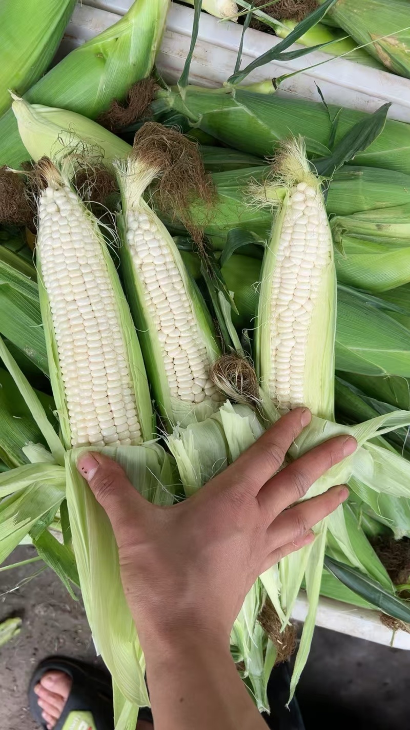 遵义本地白糯每天可装六米八