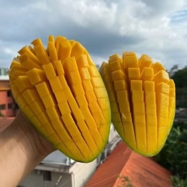 百色田东金煌芒果台农芒果贵妃芒果