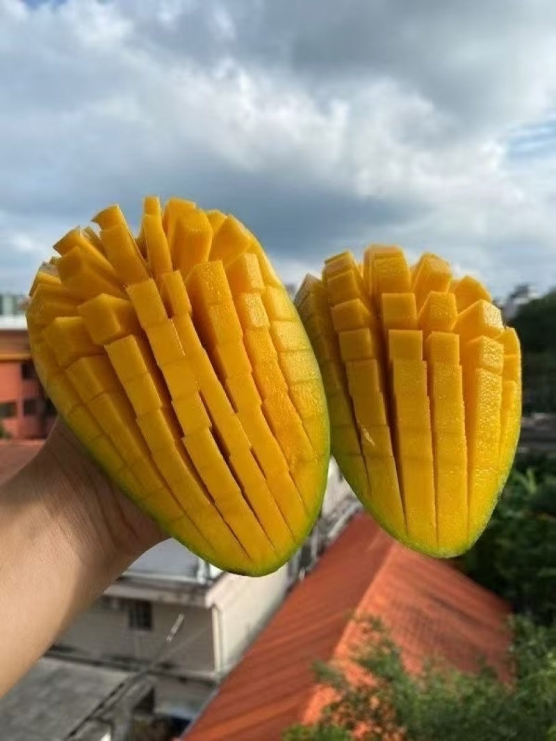 百色田东金煌芒果台农芒果贵妃芒果