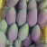 百色田东金煌芒果台农芒果贵妃芒果